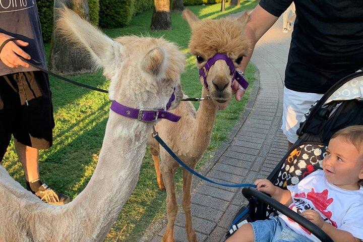 Calabrian Alpacas Sunset Beach Experiences Pizzo VV AlpacSelfies