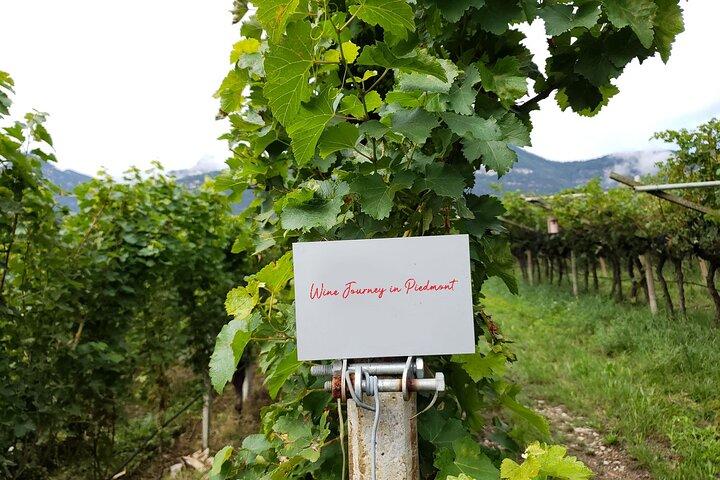 Barolo & Langhe Wine Tasting Tour from Turin