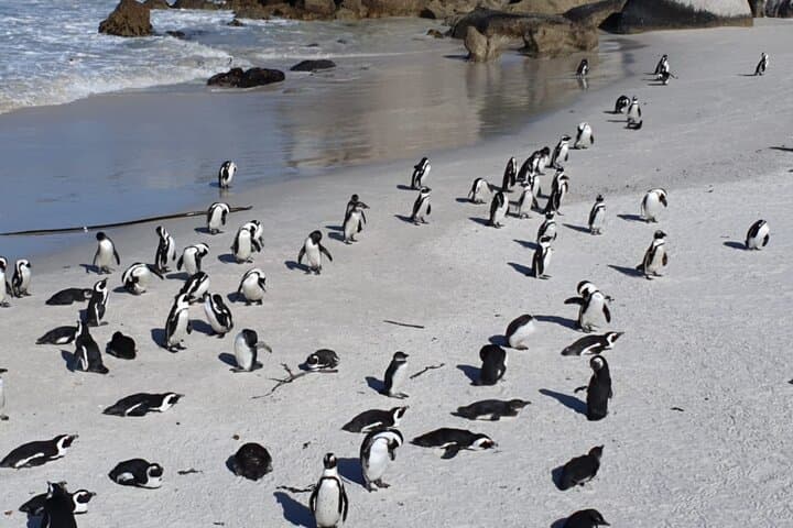 Penguin Watching & Beach Day at Boulder's Beach, Cape Town