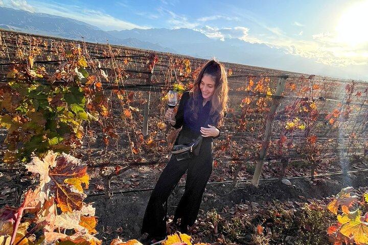 Private Tour Wineries in Mendoza with Gourmet Lunch
