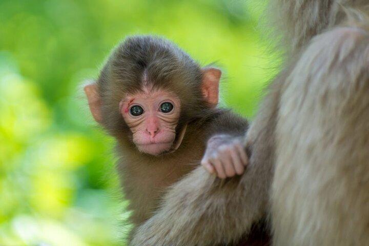 Private Snow Monkey Tour - Conveniently Resort Hop and Sightsee