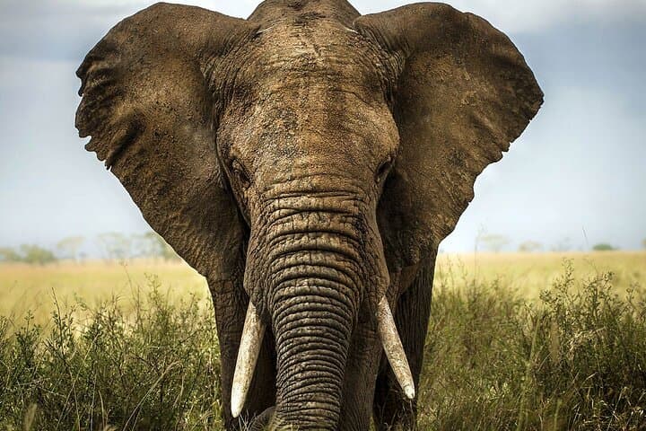 From Cape Town: Big Five Safari Tour with Wine Tasting
