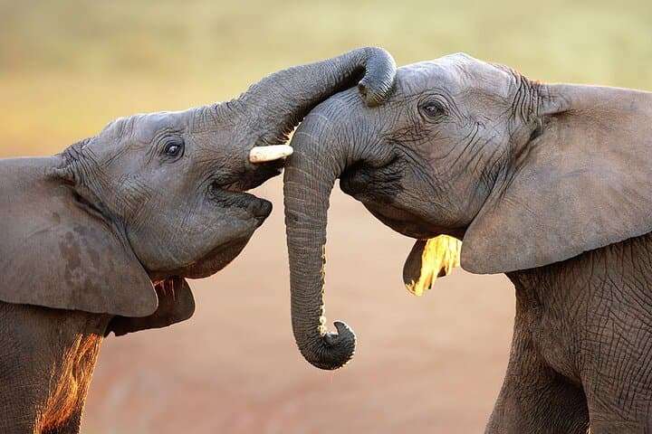 From Cape Town: Big Five Safari Tour with Wine Tasting