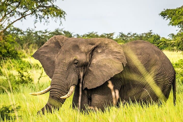 From Cape Town: Big Five Safari Tour with Wine Tasting