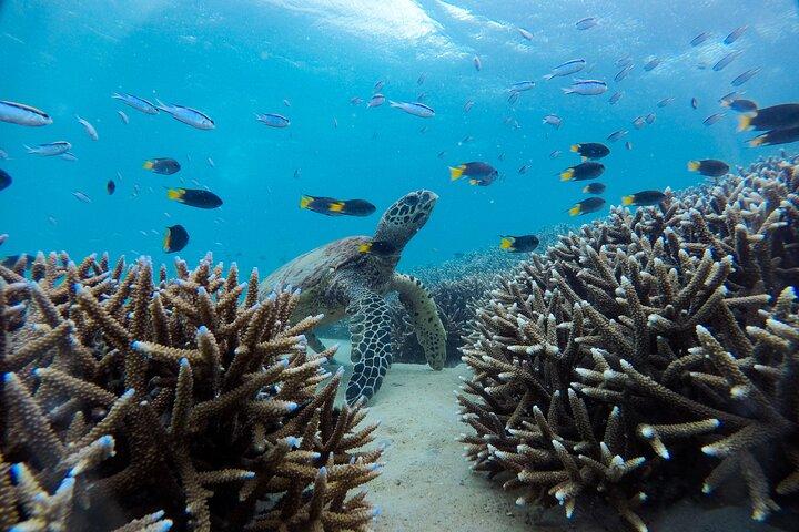 Great Keppel Island Adventure Tour - Snorkel and Boomnet