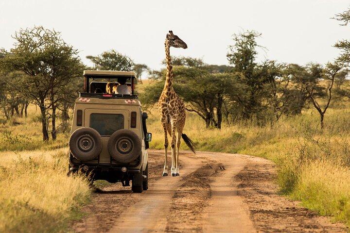 4 days Awesome Luxury safari Tarangire Serengeti & Ngorongoro