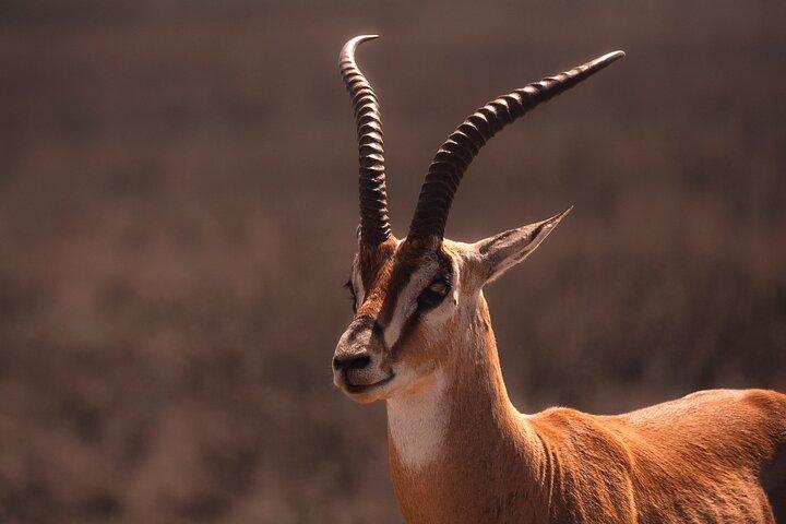 5-Day Camping Tour in Tanzania
