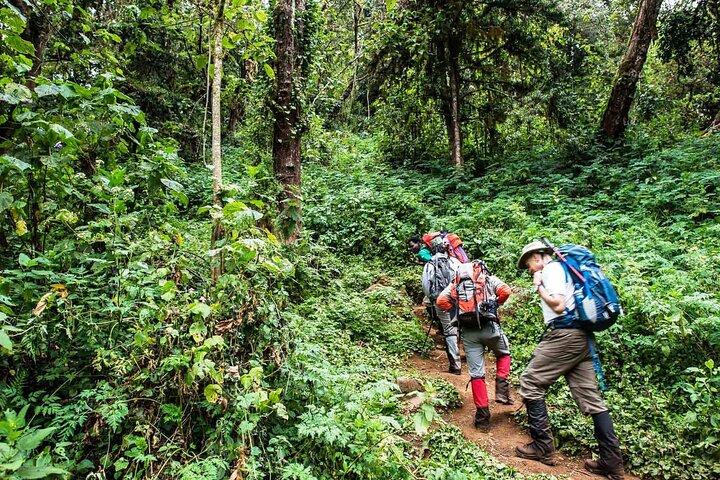 9 Day Tour in Lemosho Route Via Northern Circuit