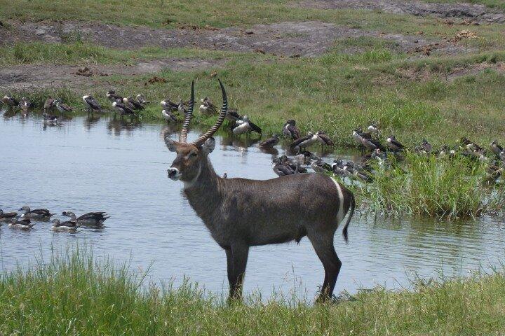 2 IN 1 Moremi Game Reserve Day Trip