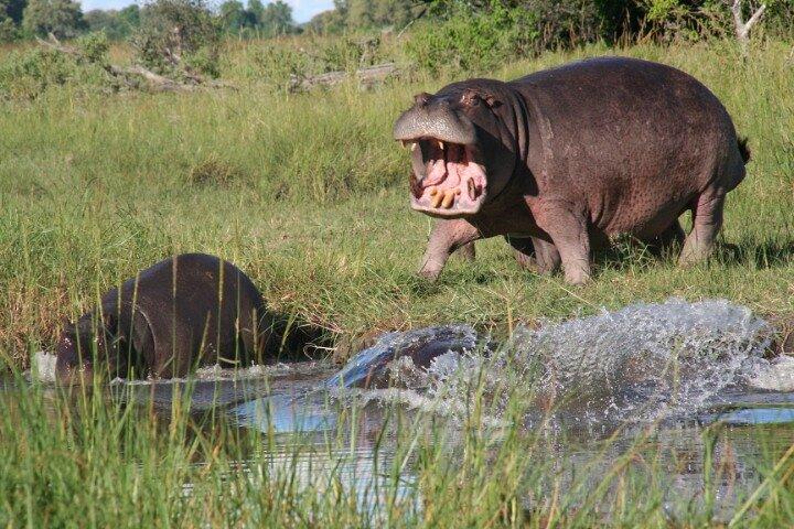 2 IN 1 Moremi Game Reserve Day Trip