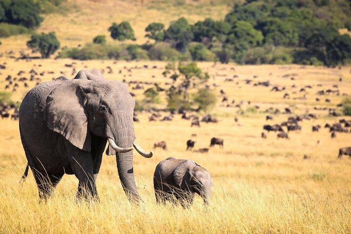 First time Africa Safari