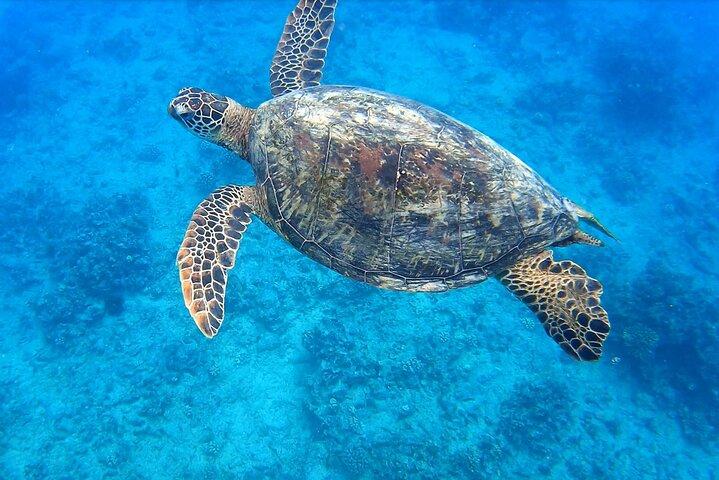 Best Waikiki Snorkel Tour: Guaranteed Turtles at Turtle Canyon