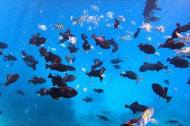 Best Waikiki Snorkel Tour: Guaranteed Turtles at Turtle Canyon