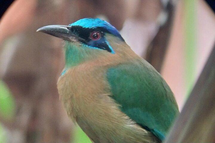 Manuel Antonio National Park guided tour