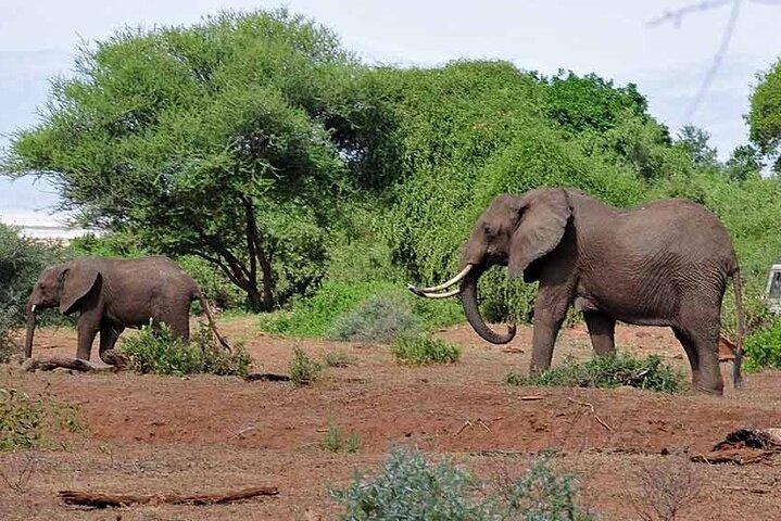 3 Days Selous Nyerere National park safari Boat and Walking