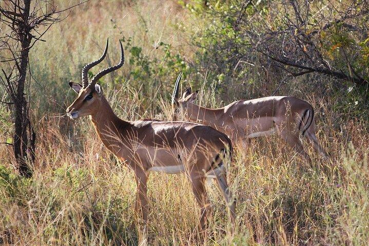 3 Days Selous Nyerere National park safari Boat and Walking