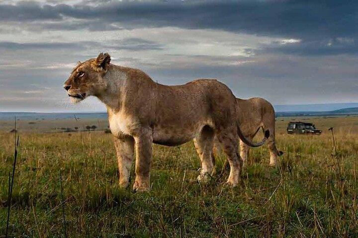 3 Days Selous Nyerere National park safari Boat and Walking
