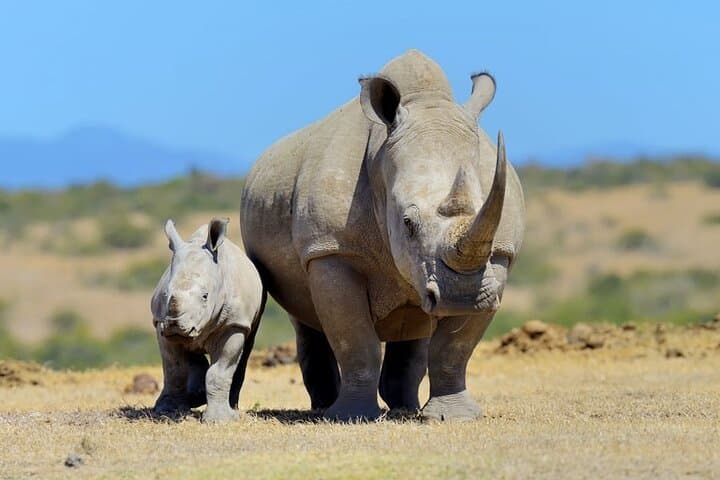 4 Day Private Safari to Masai Mara and Lake Nakuru National Park