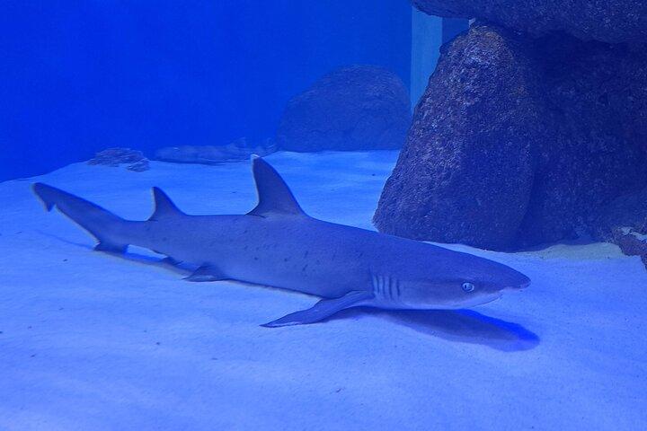 AquaRio and Biopark half-day tour