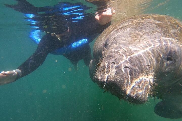 Crystal River: Semi-Private Manatee Swim Tour With In Water Guide