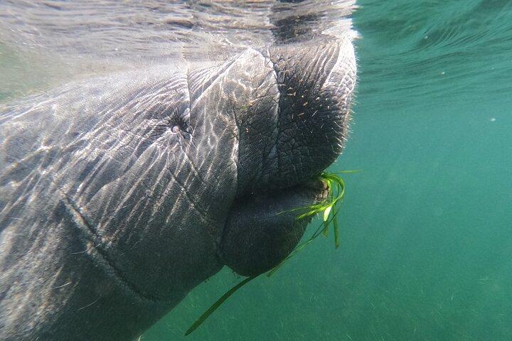 Crystal River: Semi-Private Manatee Swim Tour With In Water Guide