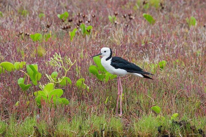 Full Day Birdlife Tour in Bribie Island