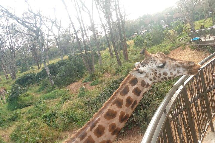 Giraffe Center And Beads Factory Day Tour From Nairobi