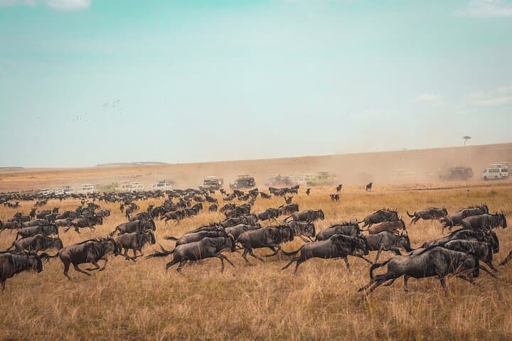 3 Days 2 Nights Maasai Mara Guided Safari Tour