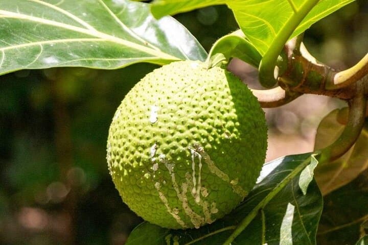 Zanzibar Spice tour