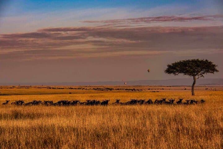 7 Days Big Five Safari Amboseli , Lake Nakuru and Masai Mara