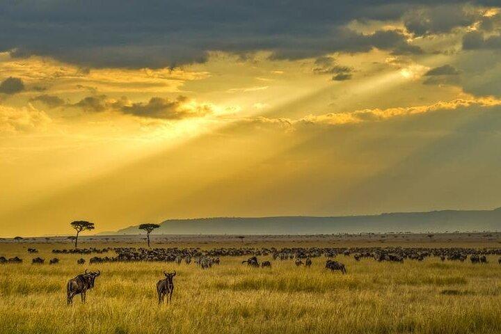 7 Days Big Five Safari Amboseli , Lake Nakuru and Masai Mara