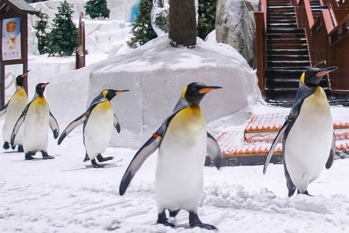 Ski Dubai Full Day Admission Ticket