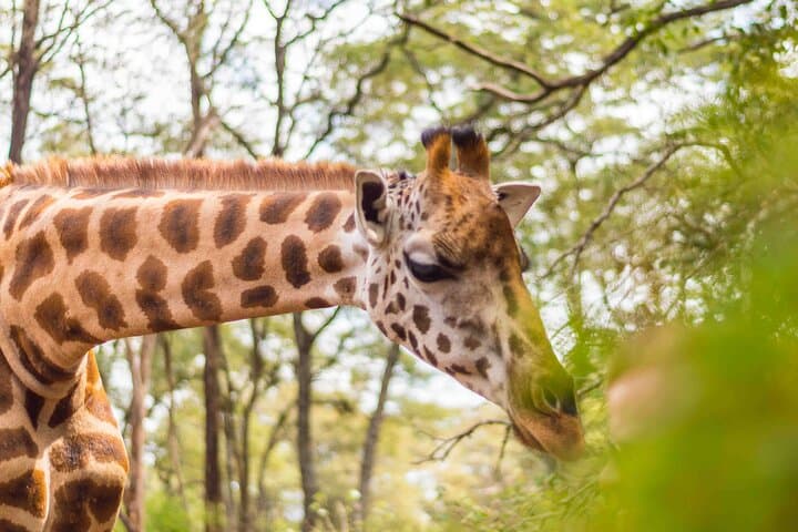 Nairobi; Giraffe Center and Karen Blixen museum.
