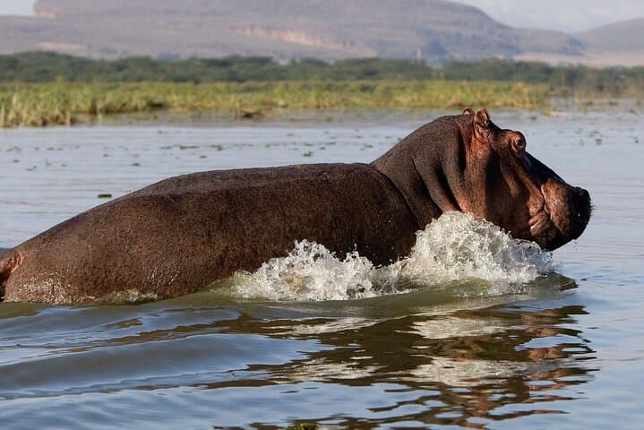 Day tour to Hells Gate, Lake Naivasha and Crescent Island Walk