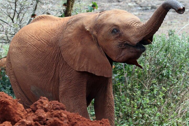 Nairobi National Park, Elephant Orphanage and Giraffe Center Tour
