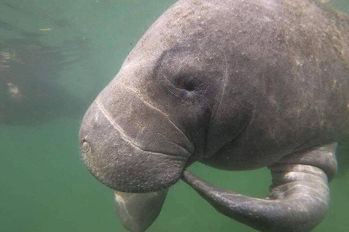 Crystal River: Semi-Private Manatee Swim Tour With In Water Guide