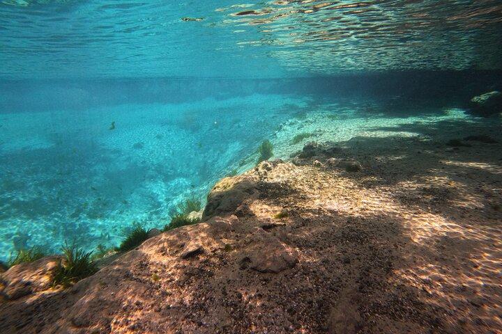 Crystal River: Semi-Private Manatee Swim Tour With In Water Guide