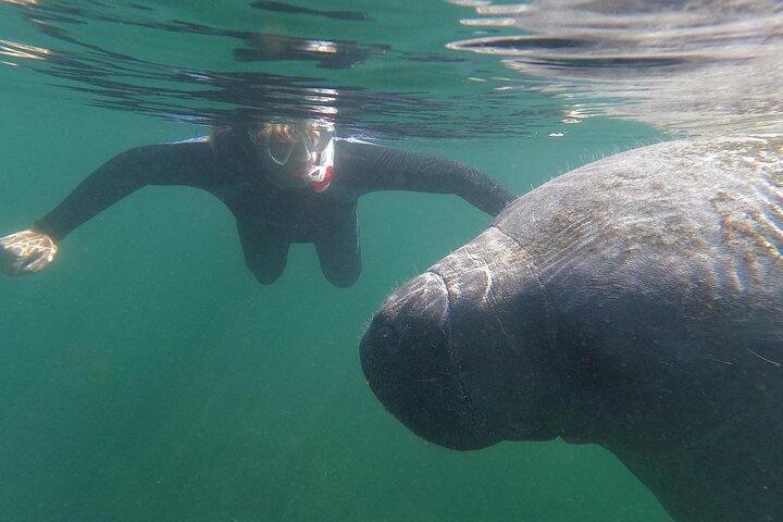 Crystal River: Semi-Private Manatee Swim Tour With In Water Guide