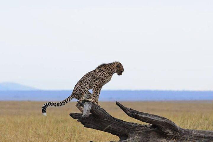 9 Days Private Serengeti Wildebeest Migration Safari