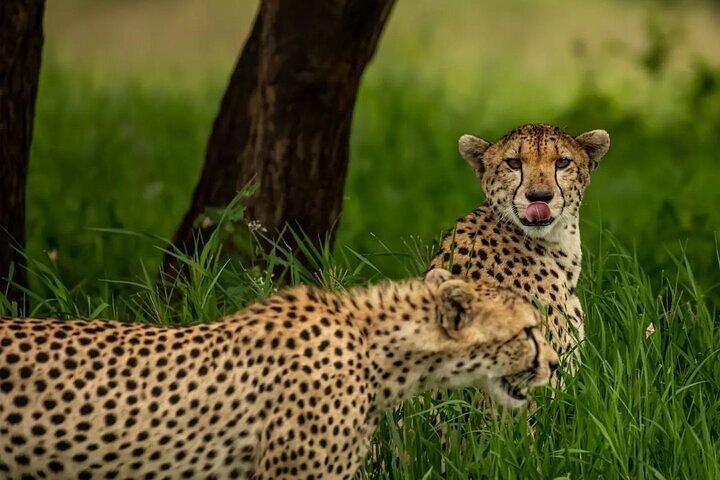 Big Five Luxury 7 Days Safari Tour in Arusha
