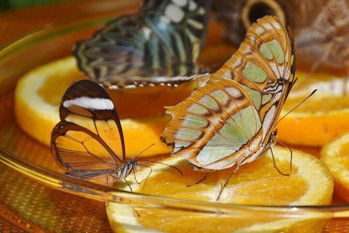 Dubai Butterfly Garden