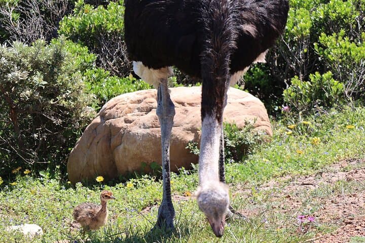 Tour Cape Peninsula and Boulders Beach Day Trip from Cape Town