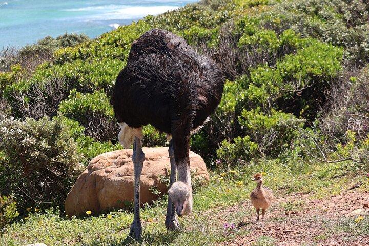 Supersaver: Cape of Good Hope and Cape Point Day Tour from Cape Town