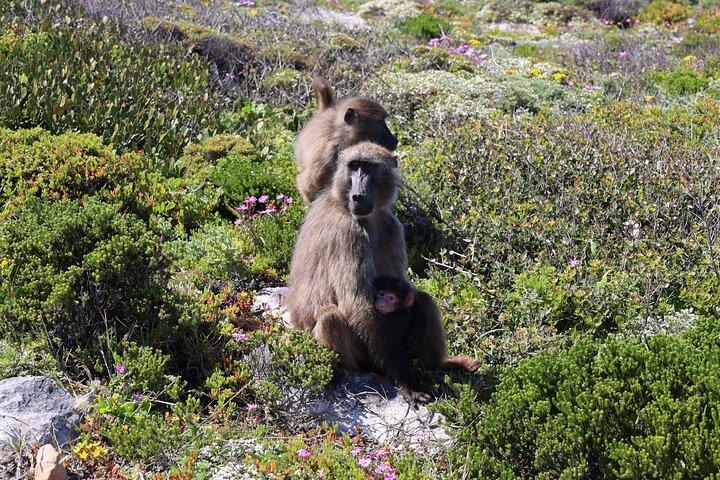 Supersaver: Cape of Good Hope and Cape Point Day Tour from Cape Town