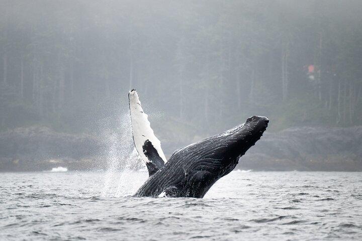 Sea Otter and Whale Watching Tour on Northern Vancouver Island
