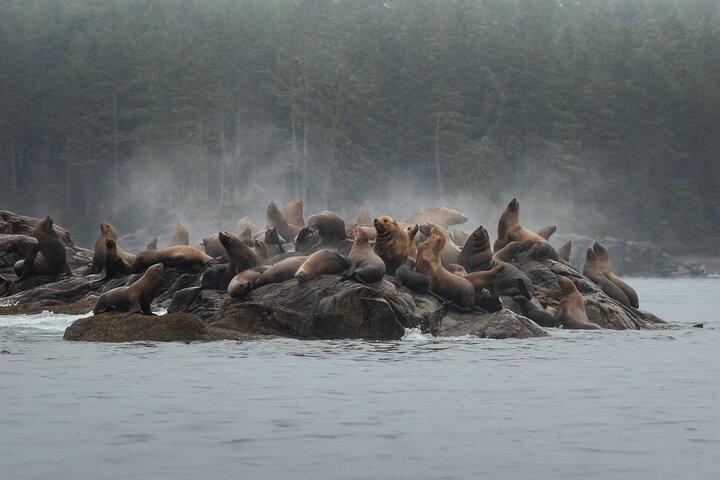 Sea Otter and Whale Watching Tour on Northern Vancouver Island