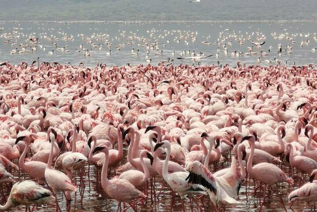 Lake Nakuru