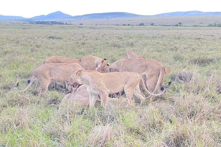 Full Day tour to Lake Nakuru National Park From Nairobi
