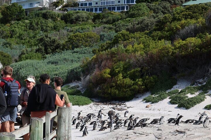 Cape Town: Cape of Good Hope Tour, Penguin Beach & Table Mountain
