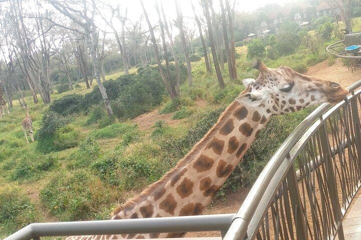 Safari Trip: Karen Blixen, Giraffe Center, Nairobi National Park